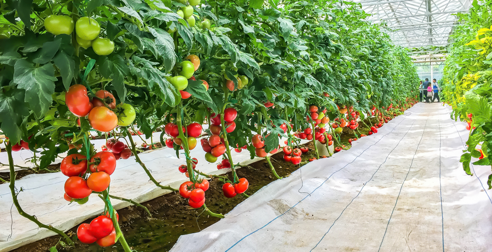 РСХБ определил топ-10 регионов по увеличению сбора тепличных овощей в 2025/2024 гг.